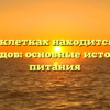 В каких клетках находится больше углеводов: основные источники питания