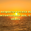 В каком возрасте котята начинают есть самостоятельно: все, что нужно знать