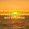 В каком возрасте лучше брать морскую свинку: оптимальный выбор для питомца