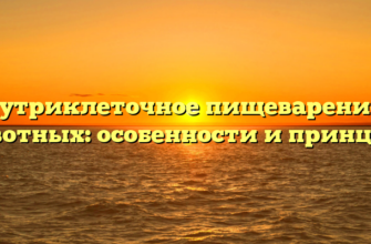 Внутриклеточное пищеварение у животных: особенности и принципы