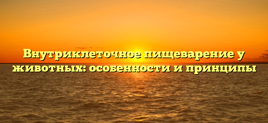 Внутриклеточное пищеварение у животных: особенности и принципы