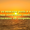 Вода и ее важная роль в жизни человека: полезные свойства и влияние на здоровье