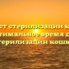 Возраст стерилизации кошек: оптимальное время для стерилизации кошки