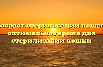 Возраст стерилизации кошек: оптимальное время для стерилизации кошки