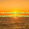 Волосы на подмышках: их роль в организме и значение