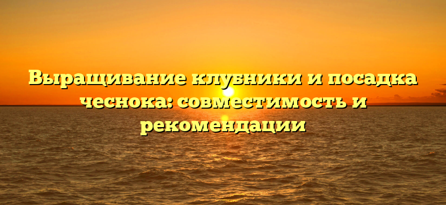 Выращивание клубники и посадка чеснока: совместимость и рекомендации