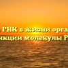 Значение РНК в жизни организмов и функции молекулы РНК