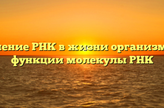 Значение РНК в жизни организмов и функции молекулы РНК