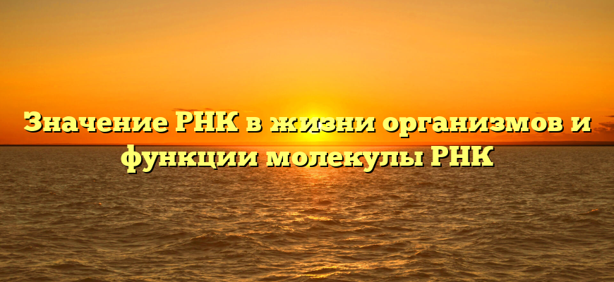 Значение РНК в жизни организмов и функции молекулы РНК