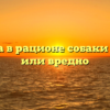 Свинина в рационе собаки полезно или вредно