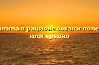 Свинина в рационе собаки полезно или вредно