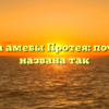 Свойства амебы Протея: почему она названа так