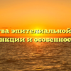 Свойства эпителиальной ткани функции и особенности