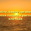 Узнайте, какие органоиды встречаются только в растительных клетках