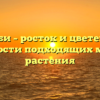 Унаби – росток и цветение, особенности подходящих мест для растения