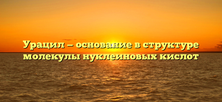 Урацил — основание в структуре молекулы нуклеиновых кислот