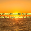 Уровни организации организма: от клеток до органов и систем