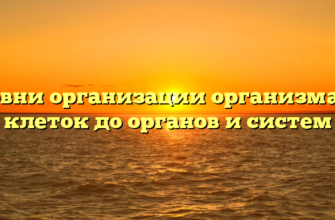 Уровни организации организма: от клеток до органов и систем