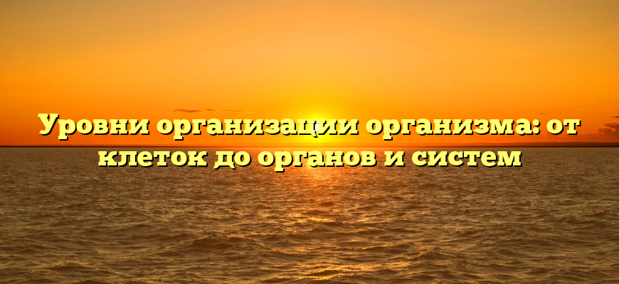 Уровни организации организма: от клеток до органов и систем