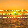 Условно патогенная флора и ее влияние на организм человека — основные аспекты+