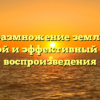 Усовое размножение земляники — простой и эффективный способ воспроизведения