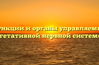 Функции и органы управляемые вегетативной нервной системой