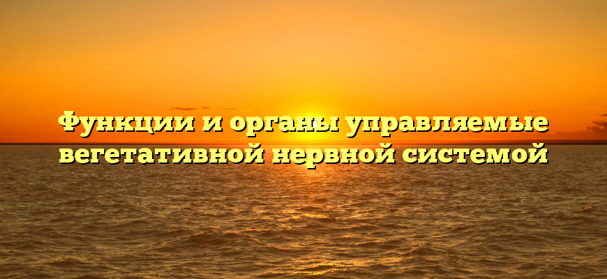 Функции и органы управляемые вегетативной нервной системой