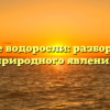 Что такое водоросли: разбор важного природного явления