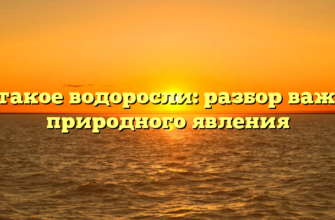 Что такое водоросли: разбор важного природного явления