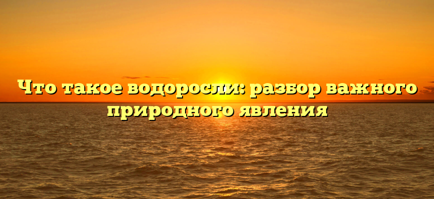 Что такое водоросли: разбор важного природного явления