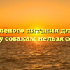 Вред соленого питания для собак: почему собакам нельзя соленое