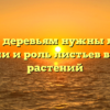 Зачем деревьям нужны листья функции и роль листьев в жизни растений