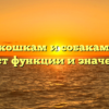 Зачем кошкам и собакам нужен хвост функции и значение