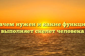 Зачем нужен и какие функции выполняет скелет человека