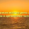 Зачем нужен митоз: роль деления клеток в организме человека