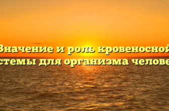 Значение и роль кровеносной системы для организма человека