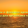 Значение и функции кровеносной системы для организма человека