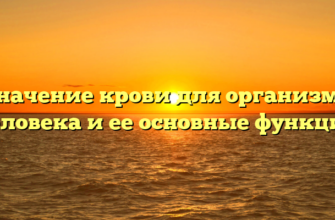 Значение крови для организма человека и ее основные функции