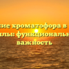 Значение хроматофора в жизни хлореллы: функциональность и важность