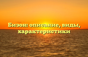Бизон: описание, виды, характеристики