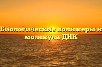 Биологические полимеры и молекула ДНК