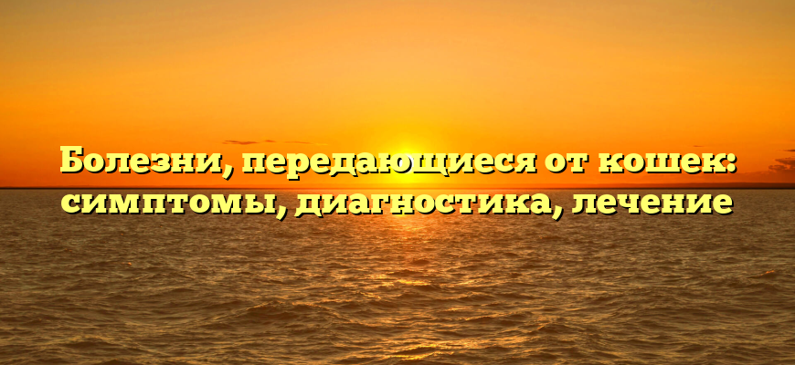 Болезни, передающиеся от кошек: симптомы, диагностика, лечение