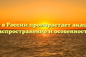 Где в России произрастает акация: распространение и особенности
