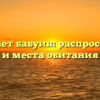 Где обитает бабуин: распространение и места обитания