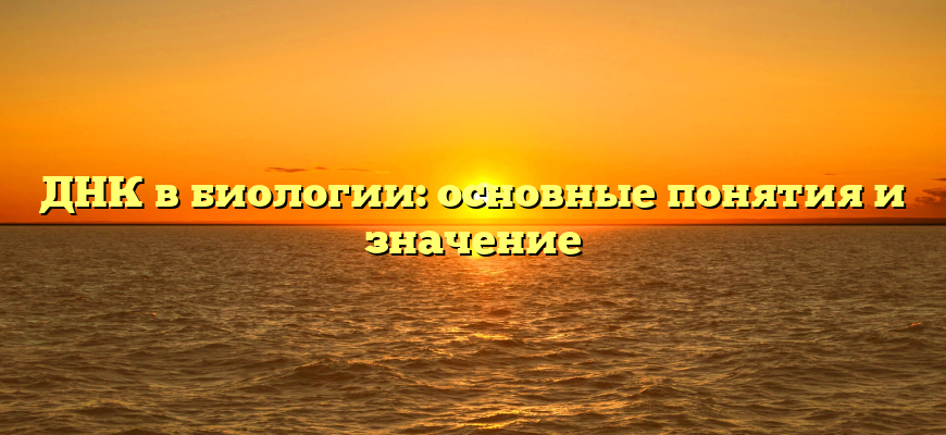 ДНК в биологии: основные понятия и значение