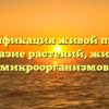 Диверсификация живой природы: разнообразие растений, животных и микроорганизмов