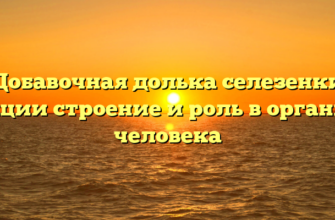 Добавочная долька селезенки функции строение и роль в организме человека