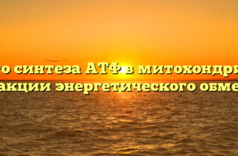 Место синтеза АТФ в митохондриях и реакции энергетического обмена