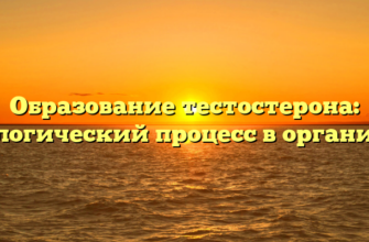Образование тестостерона: биологический процесс в организме