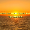 Роль и значение липидов в организме человека